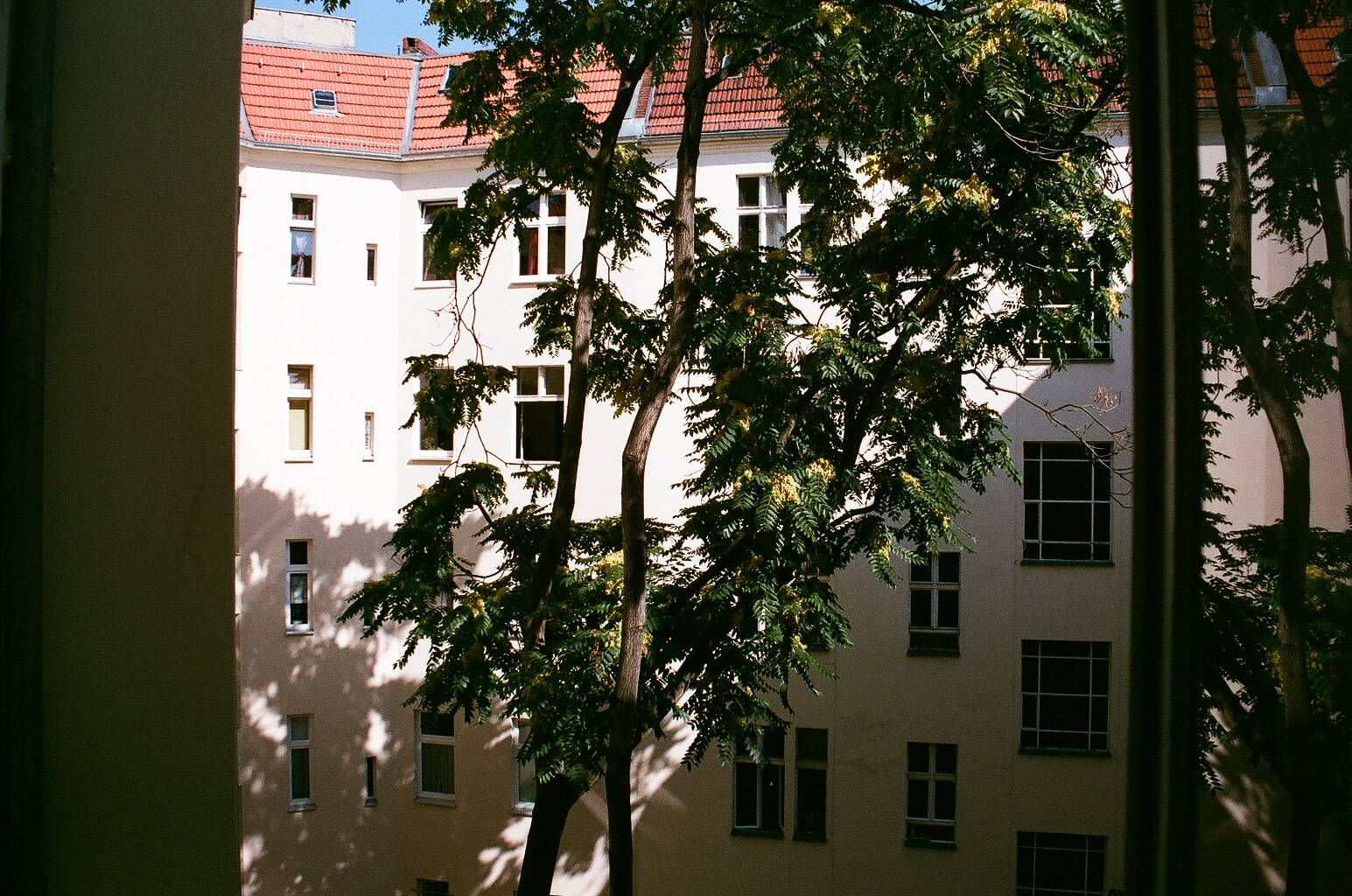 a tall tree located in the courtyard just in front of the building half covered by sunshine and half by shade