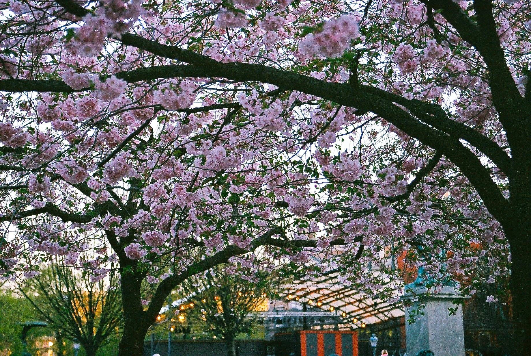 tree branches and cherry blossoms covering the whole image