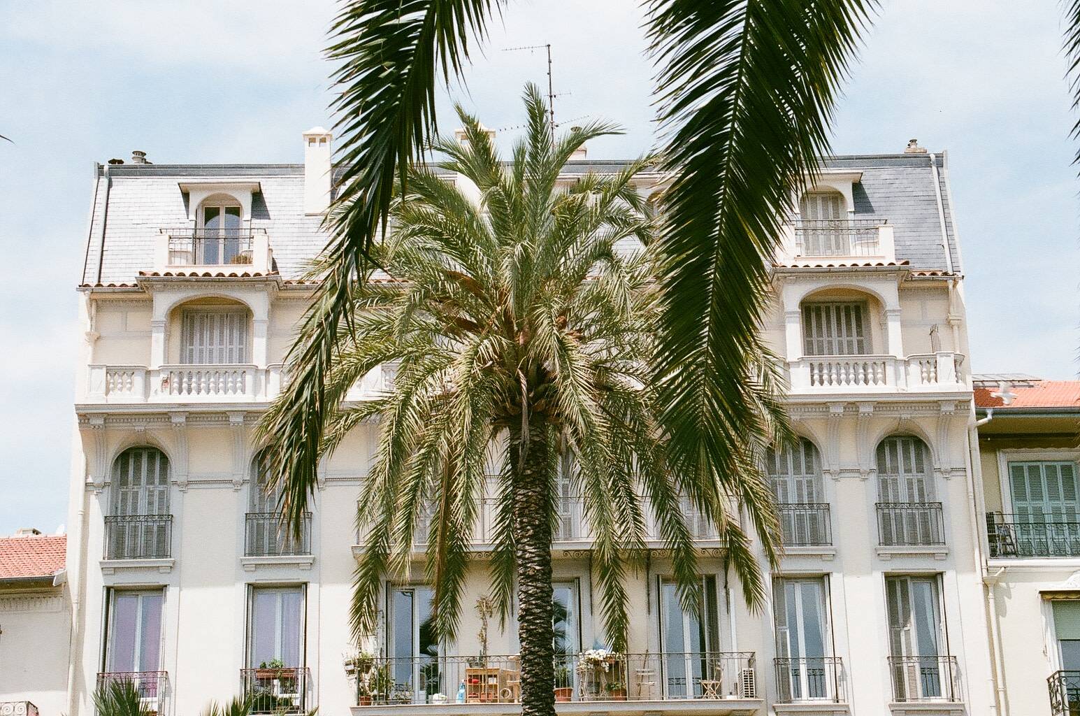 facade of a building with high glass windows and French balconies behind a palm tree that is right in the middle