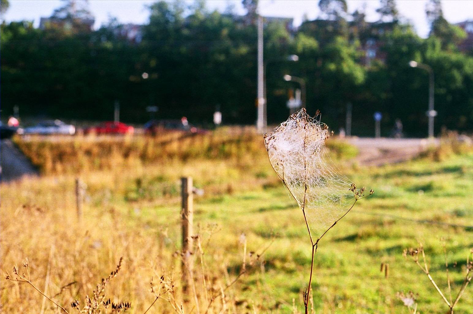 cluster of spider web on a piece of dry plant, grassland, driveway, trees and buildings on the blurry background