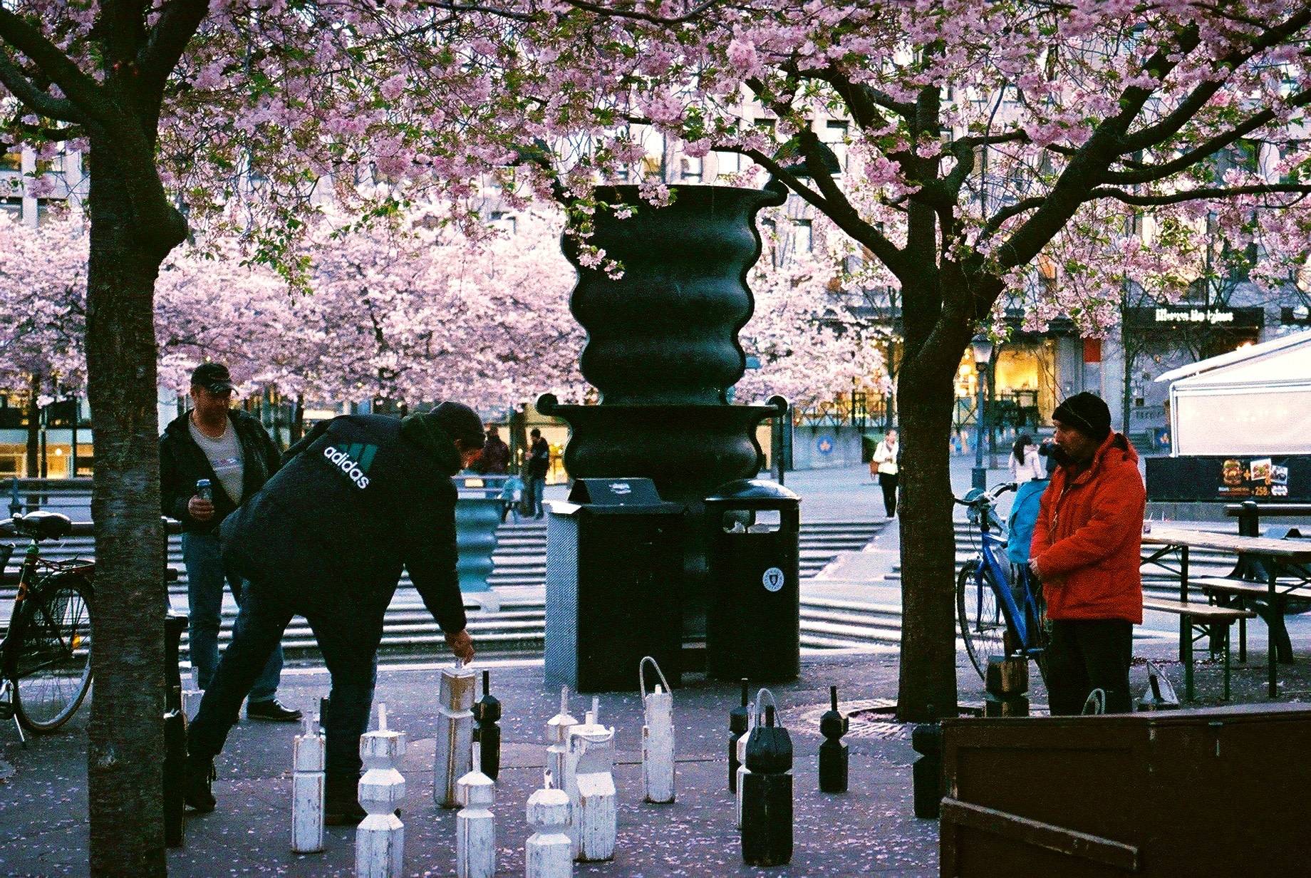 two men playing chess on the street under blooming cherry blossom trees while another one is watching the game