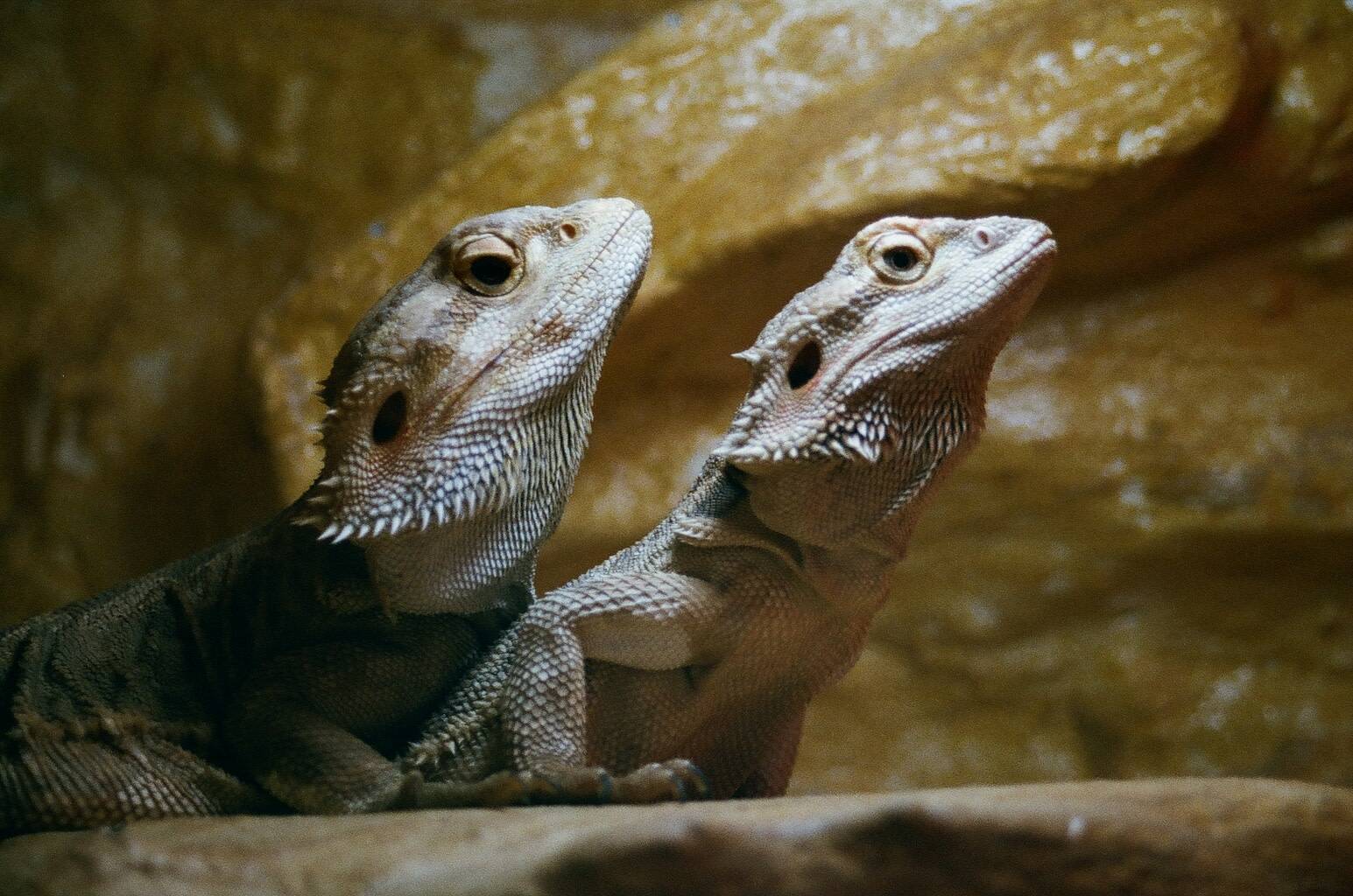 two bearded dragons sitting side by side and relaxing