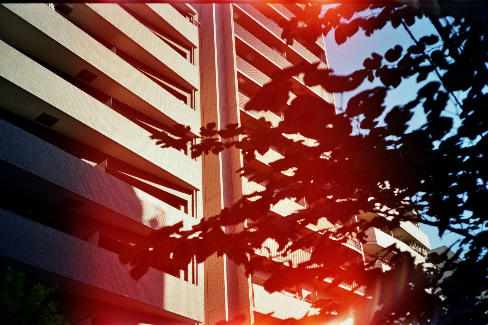 facade of a modern building with balconies on every floor behind the silhouette of a tree, film is slightly burnt leaving a red artefact in the middle of the image